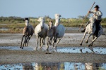 CAMARGUE.jpg