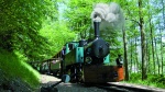 TRAIN-FORESTIER-ABRESCHIVILLER.jpg