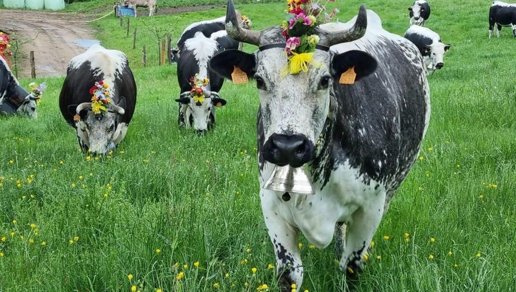 TRANSHUMANCE.jpg