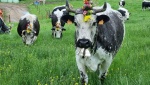 TRANSHUMANCE.jpg