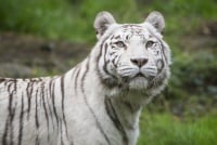ZOO-AMNEVILLE.jpg